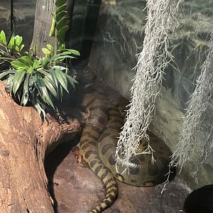 09/17/23 - Green Anaconda (Eunectes murinus)
