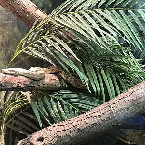 09/17/23 - Hog Island Boa (Boa imperator)