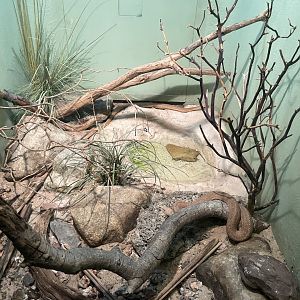 09/17/23 - Milos Viper (Macrovipera lebetinus schweizeri)