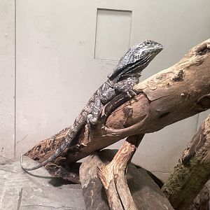 09/17/23 - Frilled Dragon (Chlamydosaurus kingii)