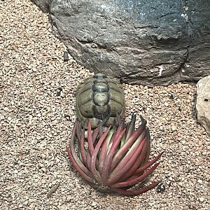 09/17/23 - Egyptian Tortoise (Testudo kleinmanni)