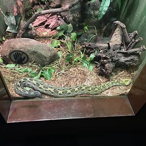 09/17/23 - Ethiopian Mountain Viper (Bitis parviocula)