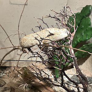 09/17/23 - Aruba Island Rattlesnake (Crotalus unicolor)