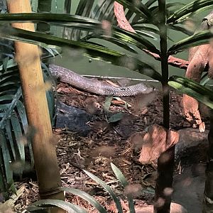 09/17/23 - Indian Cobra (Naja naja)