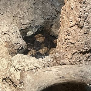 09/17/23 - Snouted Cobra (Naja annulifera)