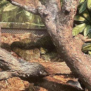 09/17/23 - Mangshan Pit Viper (Protobothrops mangshanensis)