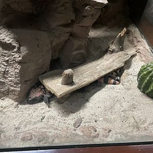 09/17/23 - Gila Monster (Heloderma suspectum)