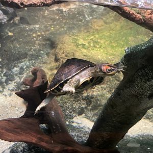 09/17/23 - Indian Roofed Turtle (Pangshura tecta)