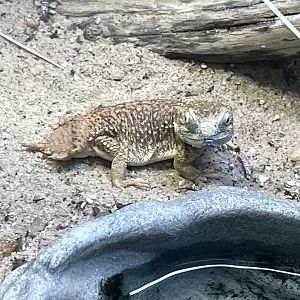 09/17/23 - Dwarf Shield-Tailed Agama (Xenagama taylori)