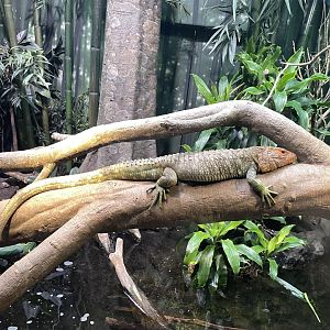 09/17/23 - Northern Caiman Lizard (Dracaena guianensis)