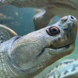 Burmese Roofed Turtle (Batagur trivittata)