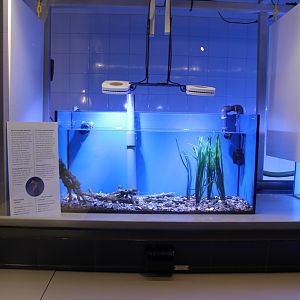 Short-snouted seahorse aquarium