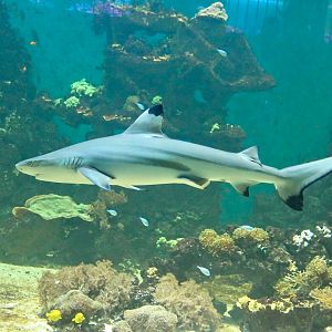 Blacktip Reef Shark