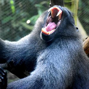 Celebes Crested Macaque (Macaca nigra)