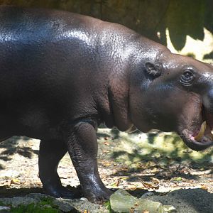 Pygmy Hippopotamus (Choeropsis liberiensis)
