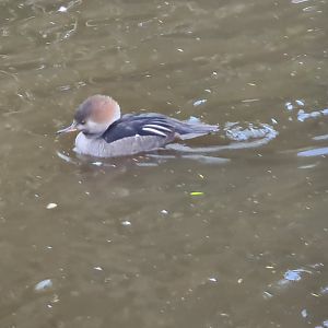 Hooded merganser? Or a hybrid duck of some form