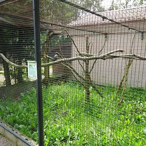Helsingborg Djurpark - Parrot aviary #22