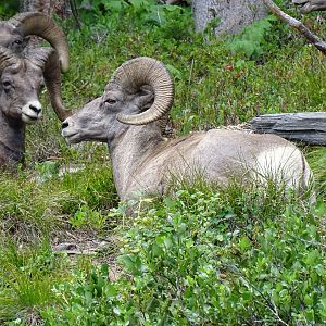Bighorn sheep (Ovis canadensis)