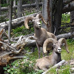 Bighorn sheep (Ovis canadensis)