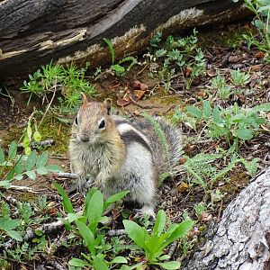 Golden-mantled ground squirrel (Callospermophilus lateralis)