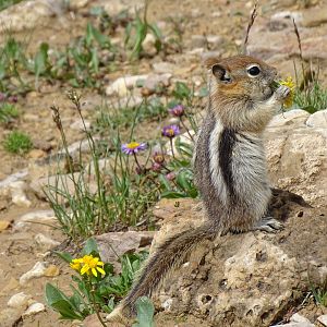 Golden-mantled ground squirrel (Callospermophilus lateralis)