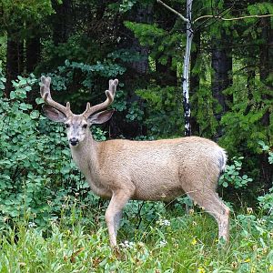 Mule deer (Odocoileus hemionus)