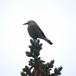 Clark's nutcracker (Nucifraga columbiana)