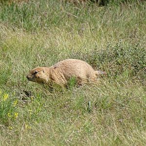 Black tailed prairie dog (Cynomys ludovicianus)