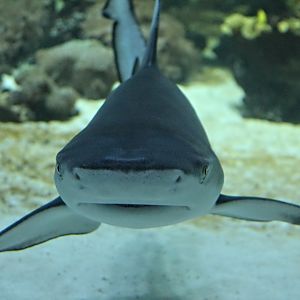 Blacktip Reef Shark