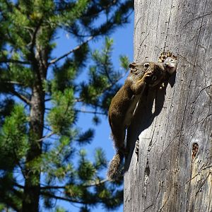 American red squirrel (Tamiasciurus hudsonicus)