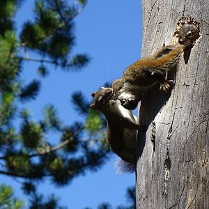 American red squirrel (Tamiasciurus hudsonicus)