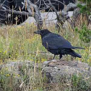 Common raven (Corvus corax)