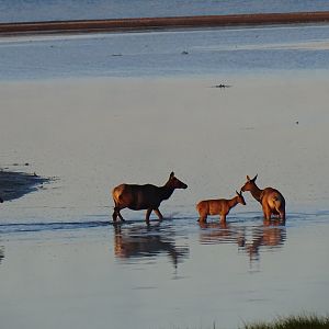 Wapiti (Cervus canadensis)