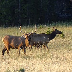 Wapiti (Cervus canadensis)