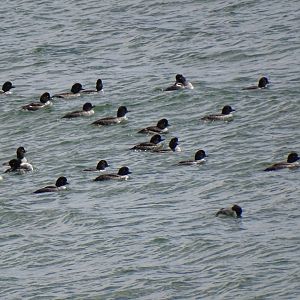 Common goldeneye (Bucephala clangula)