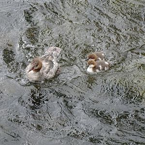 Common merganser (Mergus merganser)