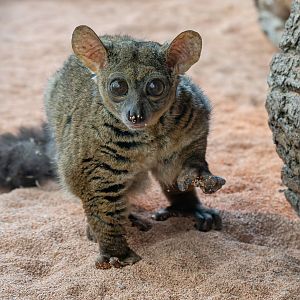 Garnett's greater galago (Otolemur garnettii)