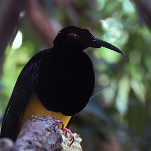 Twelve-wired bird-of-paradise