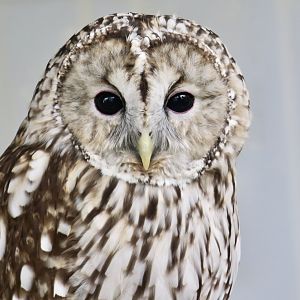 Japanese Ural Owl (Strix uralensis hondoensis)