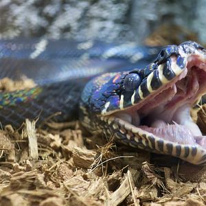 Boelen's Python (Simalia boeleni)