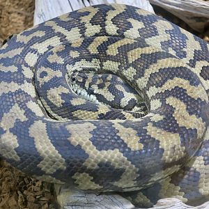 Coastal Carpet Python (Morelia spilota mcdowelli)