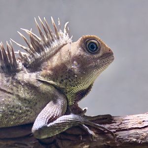 Bell's Anglehead Lizard (Gonocephalus bellii)