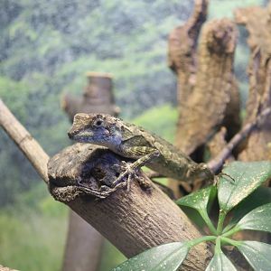 Sakishima Tree Lizard (Diploderma polygonatum ishigakiense)