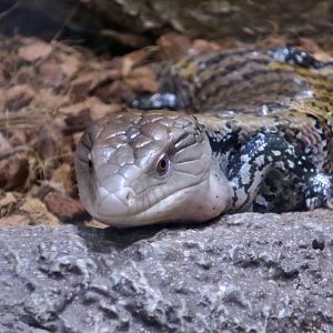 Merauke Blue-Tongued Skink (Tiliqua gigas evanescens)