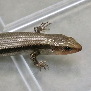 Far Eastern Skink (Plestiodon finitimus)