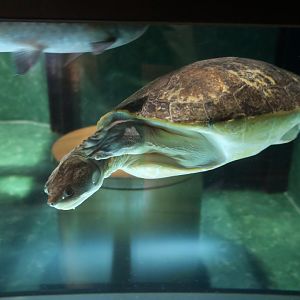 New Guinea Snapping Turtle (Elseya novaeguineae)