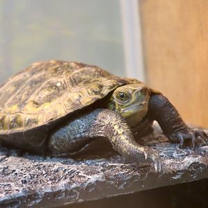 Japanese Pond Turtle (Mauremys japonica)