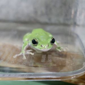 Schlegel's Green Tree Frog (Zhangixalus schlegelii)