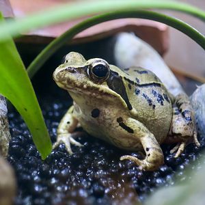 Japanese Brown Frog (Rana japonica)