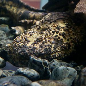 Japanese Giant Salamander (Andrias japonicus)